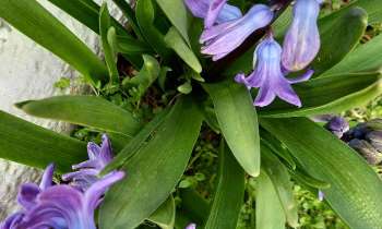 Puzzle 8142 - Jacinthes bleues