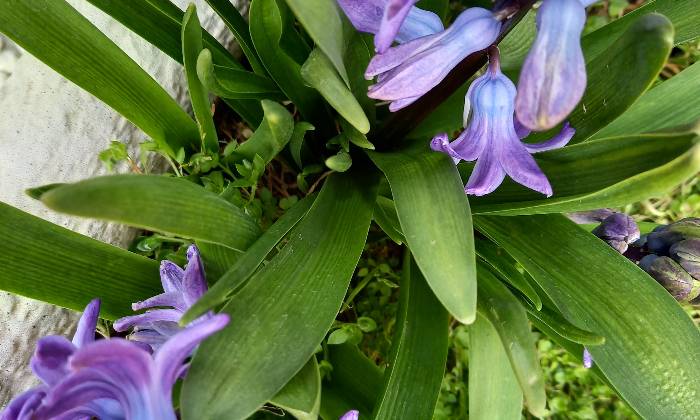Puzzle Jacinthes bleues