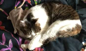 Puzzle 8143 - lili et sa souris