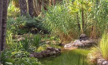 Puzzle 11612 - Palmeraie avec bassin