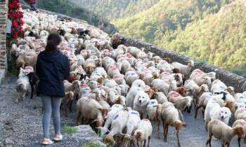 Puzzle 7939 - transhumance