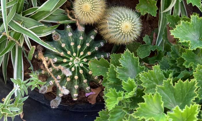 Puzzle Plantes grasses