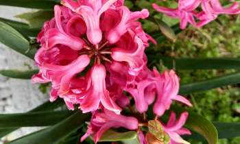 Puzzle 8755 - Jacinthes