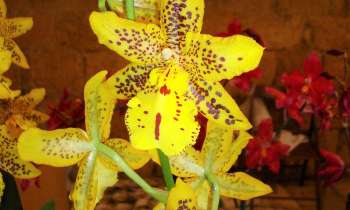 Puzzle 9452 - Orchidée