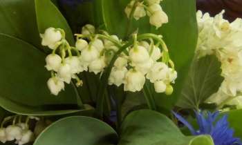 Puzzle 9618 - muguet