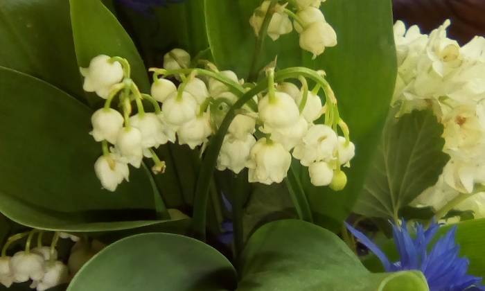 Puzzle muguet