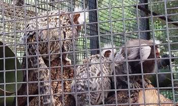 Puzzle 9043 - Ouistitis en cage