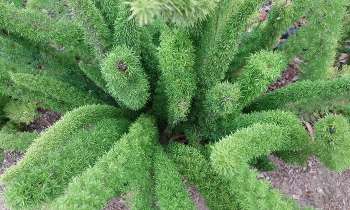 Puzzle 8091 - Plante