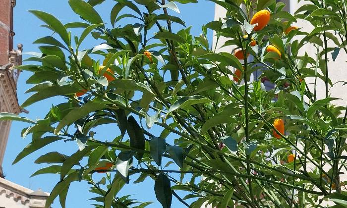 Puzzle Kumquat - Paysages & Fleurs - Absolu Puzzle