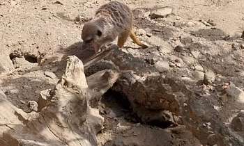 Puzzle 9302 - Suricate