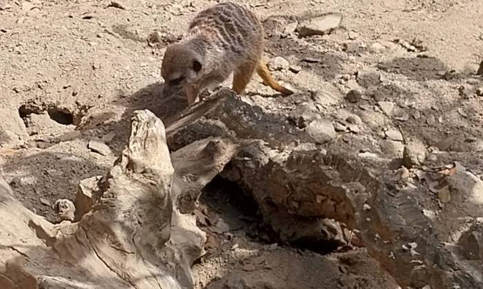 Puzzle Suricate