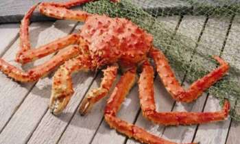 Puzzle 8441 - araigné de mer