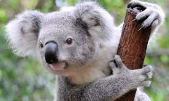 Puzzle 10272 - koala