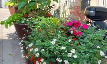 Puzzle 8224 - Vases fleuris