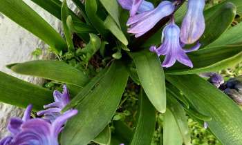 Puzzle 8083 - Jacinthes bleues