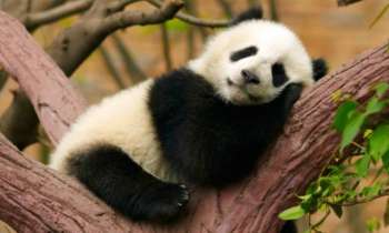 Puzzle 8264 - le repos du panda