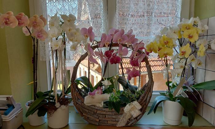 Puzzle Magnifiques orchidées