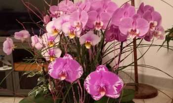 Puzzle 8098 - Magnifique orchidée