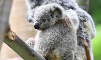 Puzzle 10283 - bébé Koala