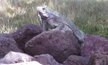 Puzzle 9385 - IGUANE en guadeloupe