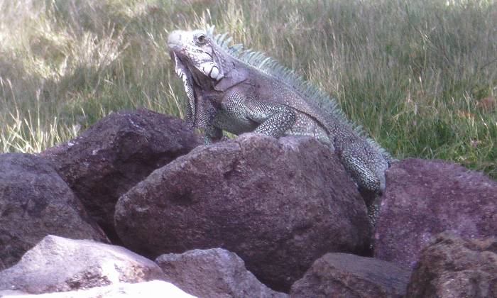 Puzzle IGUANE en guadeloupe
