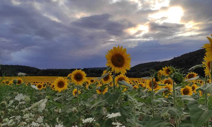 Puzzle champs de tournesols