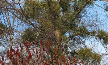 Puzzle 8252 - Arbre