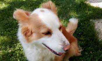 Puzzle 8148 - Chipie
