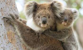 Puzzle 9669 - Maman & Bébé Koala