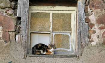 Puzzle 8172 - chat tranquille