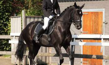 Puzzle 9079 - Equitation dressage
