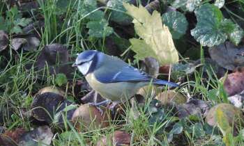 Puzzle 14241 - mésange bleue