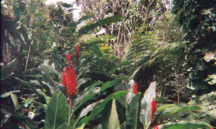 Puzzle verdure tropicale