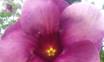 Puzzle 8416 - intimite de la fleur