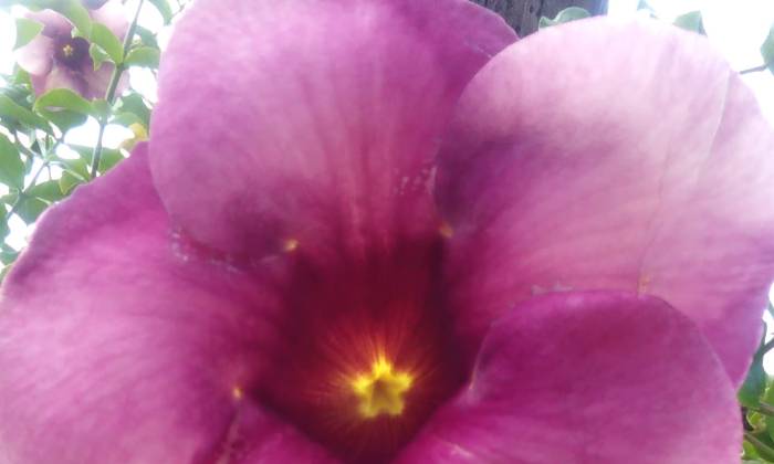 Puzzle intimite de la fleur