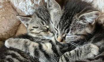 Puzzle 8160 - Chatons