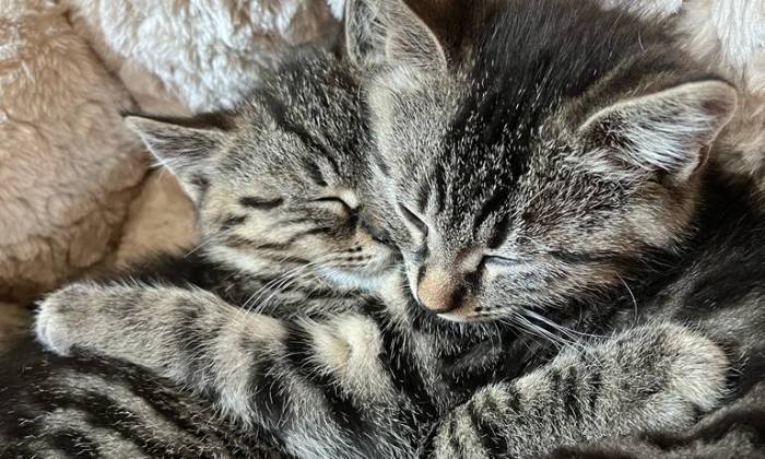 Puzzle Chatons