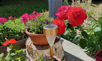 Puzzle 9952 - Fleurs du jardin