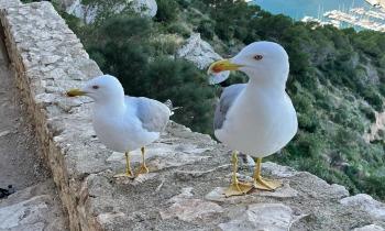Puzzle 8181 - Mouettes d'Espagne