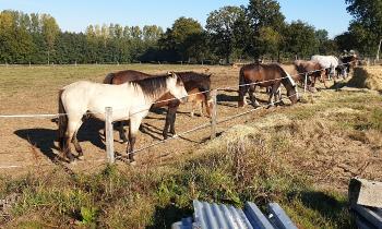 Puzzle 10135 - Chevaux