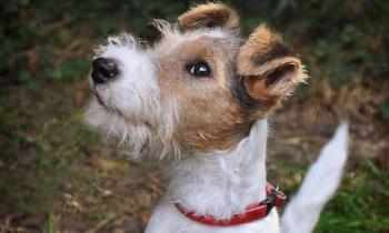 Puzzle 9704 - presque Milou