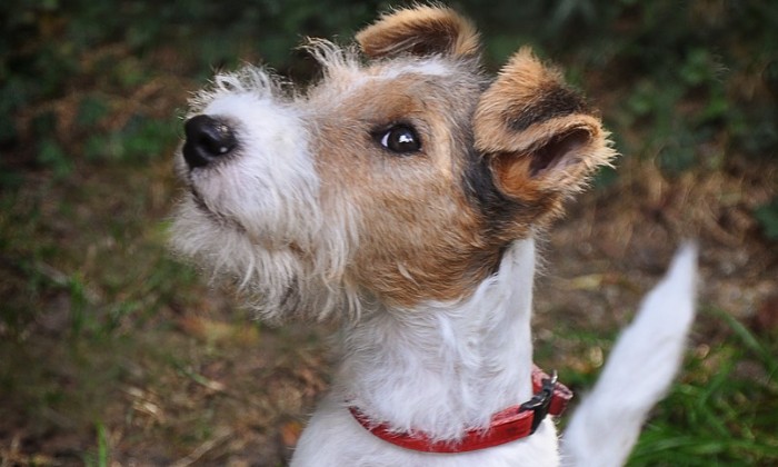 Puzzle presque Milou