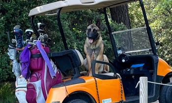 Puzzle 10630 - Partie de golf