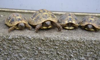 Puzzle 8604 - Tortues