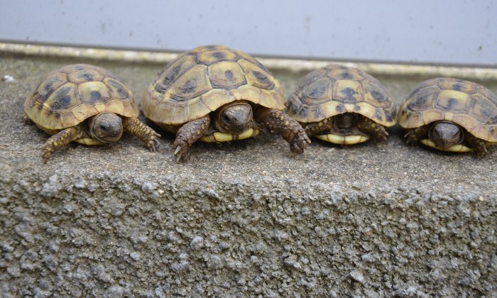 Puzzle Tortues