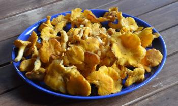Puzzle 9697 - Girolles