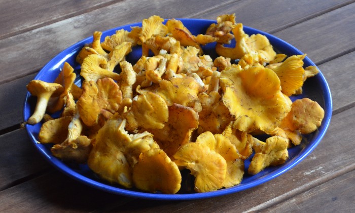 Puzzle Girolles