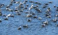 Puzzle Les mouettes tridactyle