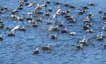 Puzzle 12191 - Les mouettes tridactyle