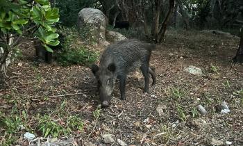 Puzzle 10649 - sanglier corse